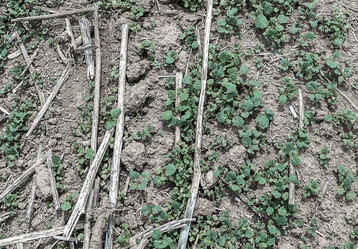 Anhaltend trockene Witterung verz�gert das Auflaufen des Ausfallrapses.