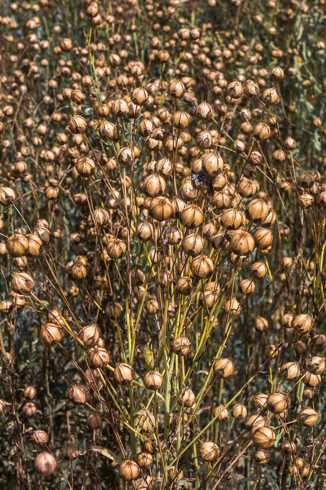 Der Drusch von �llein birgt einige Herausforderungen.
