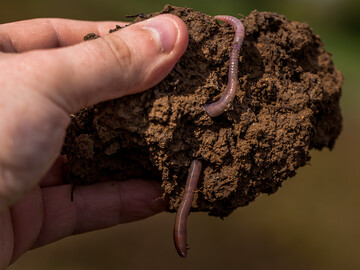 Regenw�rmer liefern einen wichtigen Beitrag f�r die Humifizierung der organischen Substanz.