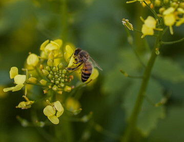 F�r sp�te Aussaattermine von Zwischenfr�chten ist Gelbsenf gut geeignet.