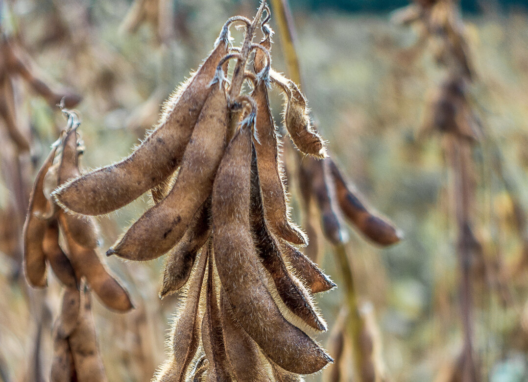 Achten Sie auf die Einstellungen des Dreschers, um Verluste bei der Sojaernte zu vermeiden.