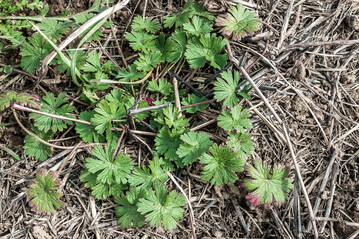 Achten Sie auf das Vorkommen des Schlitzbl�ttrigen Storchschnabels auf Ihren Fl�chen.