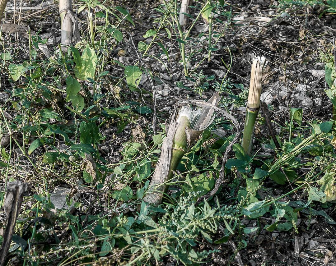 Verschaffen Sie sich nach der Maisernte einen �berblick �ber die vorhandenen Unkr�uter und -gr�ser.