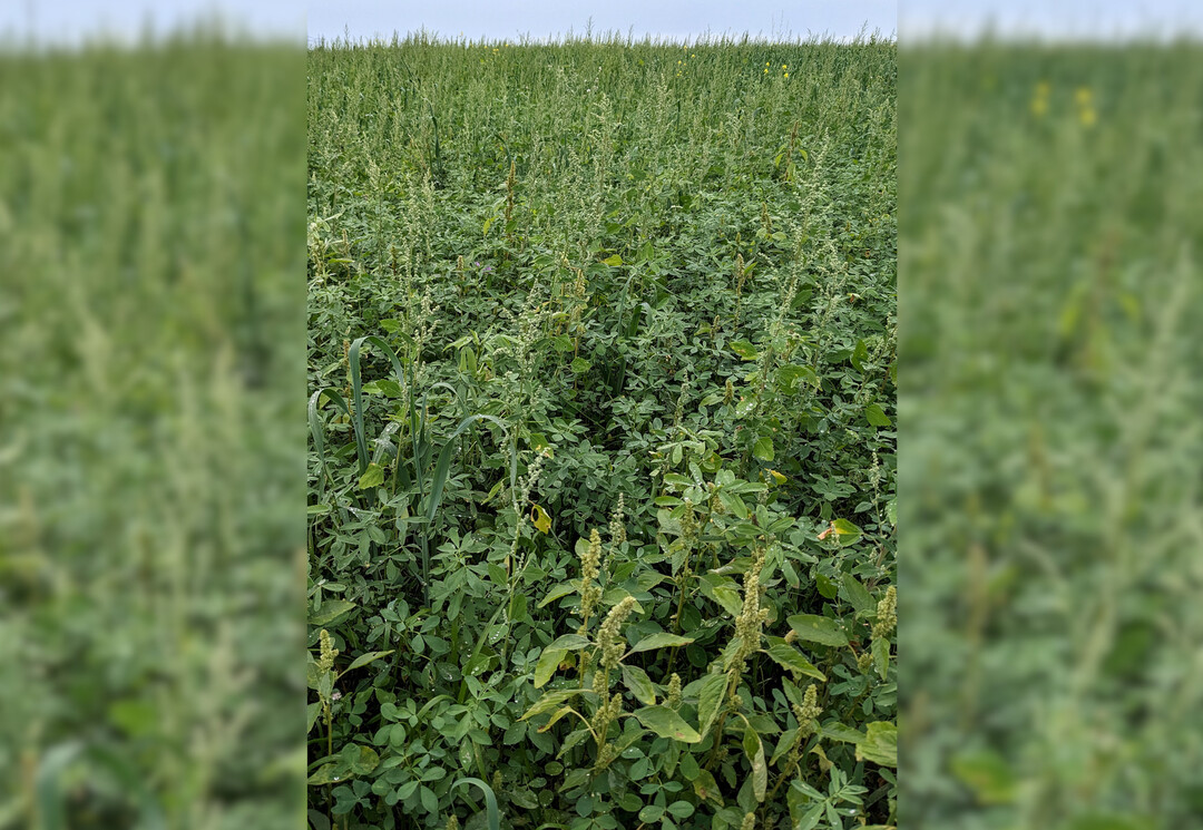 Zur Unkrautregulierung im Ackerfutterbau sollte bei Bedarf ein Schr�pfschnitt durchgef�hrt werden.