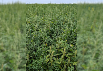 Zur Unkrautregulierung im Ackerfutterbau sollte bei Bedarf ein Schr�pfschnitt durchgef�hrt werden.