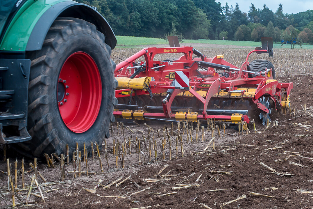 Auch umgefahrene Maisstoppeln müssen bearbeitet werden, um die Vermehrung des Maiszünslers zu verlangsamen.