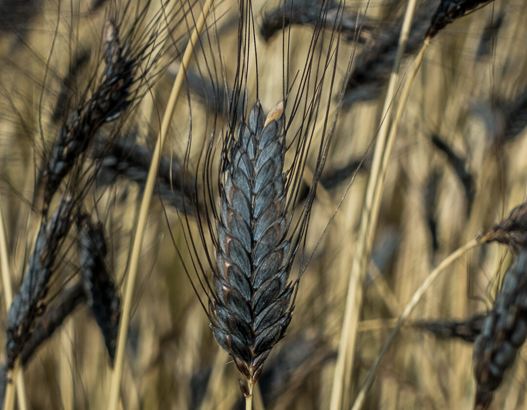 Der Anbau von Emmer gelingt gut auf trockenen und warmen Standorten.