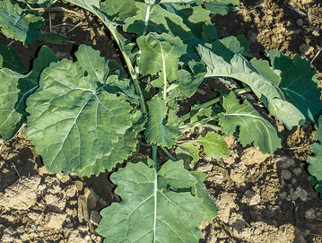 Bei weit entwickelten Rapsbest�nden sollte �ber eine Eink�rzungsma�nahme nachgedacht werden.