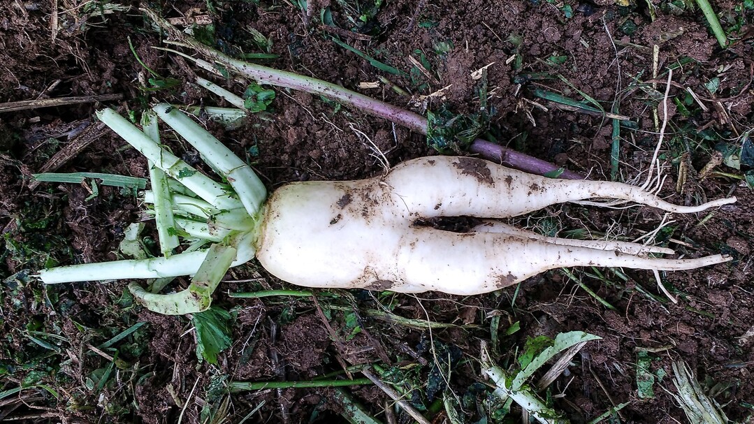 Viele Zwischenfr�chte k�nnen mit ihren Wurzeln verdichtete Bodenschichten durchdringen.