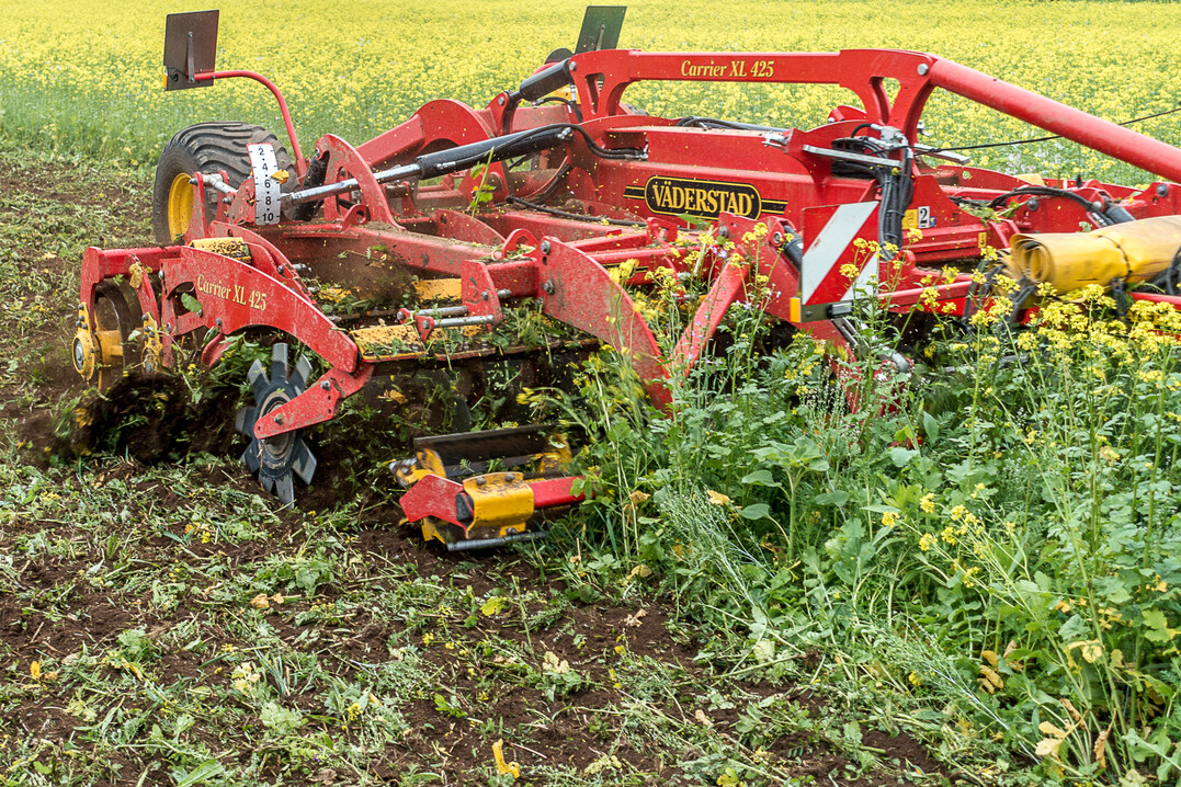 Regulieren Sie Zwischenfrüchte mit Bedacht, um positive Effekte nicht zu verlieren.