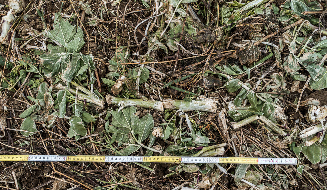 Die Intensität der Zerkleinerung beeinflusst maßgeblich das Schicksal des im Pflanzengewebe gebundenen Stickstoffs.