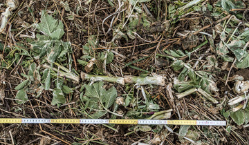 Die Intensit�t der Zerkleinerung beeinflusst ma�geblich das Schicksal des im Pflanzengewebe gebundenen Stickstoffs.