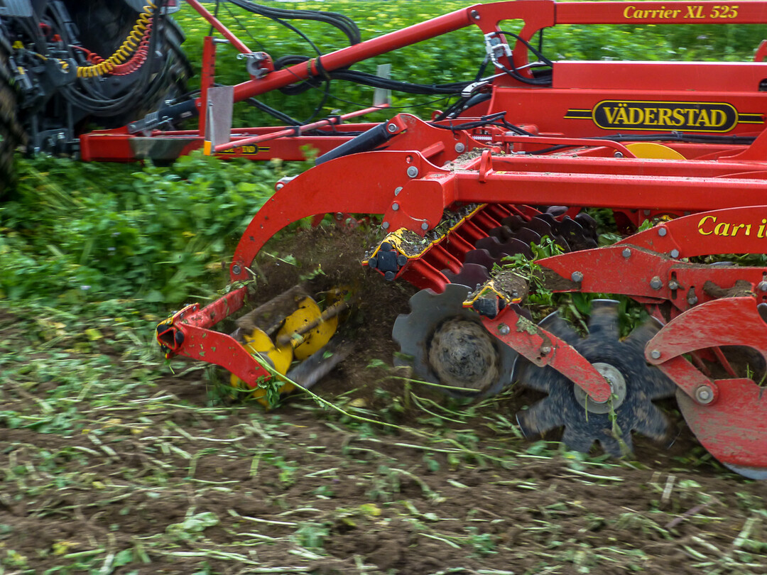 Angepasstes Zwischenfruchtmanagement spart viel Geld.  