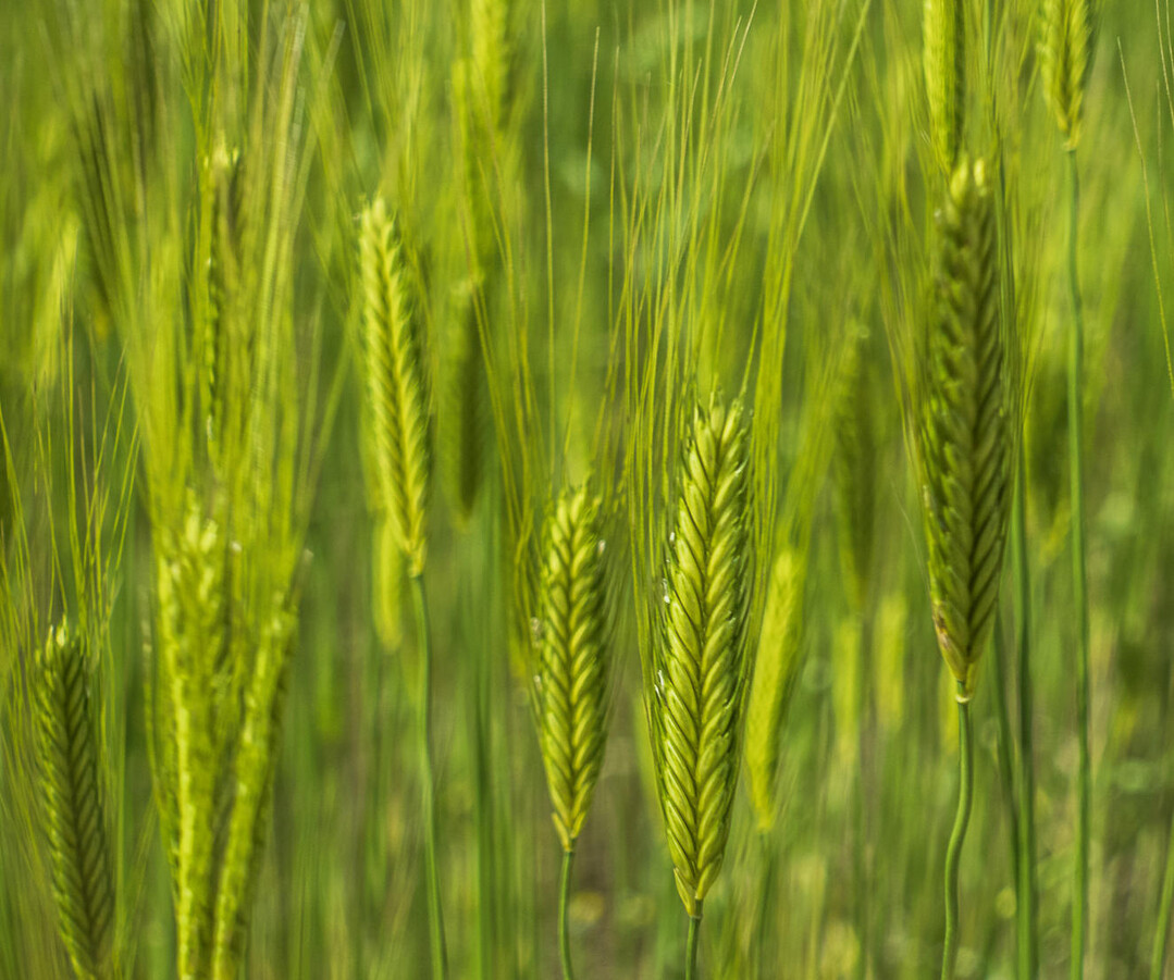 Der Anbau von Einkorn kann eine interessante Vermarktungs-Nische darstellen.