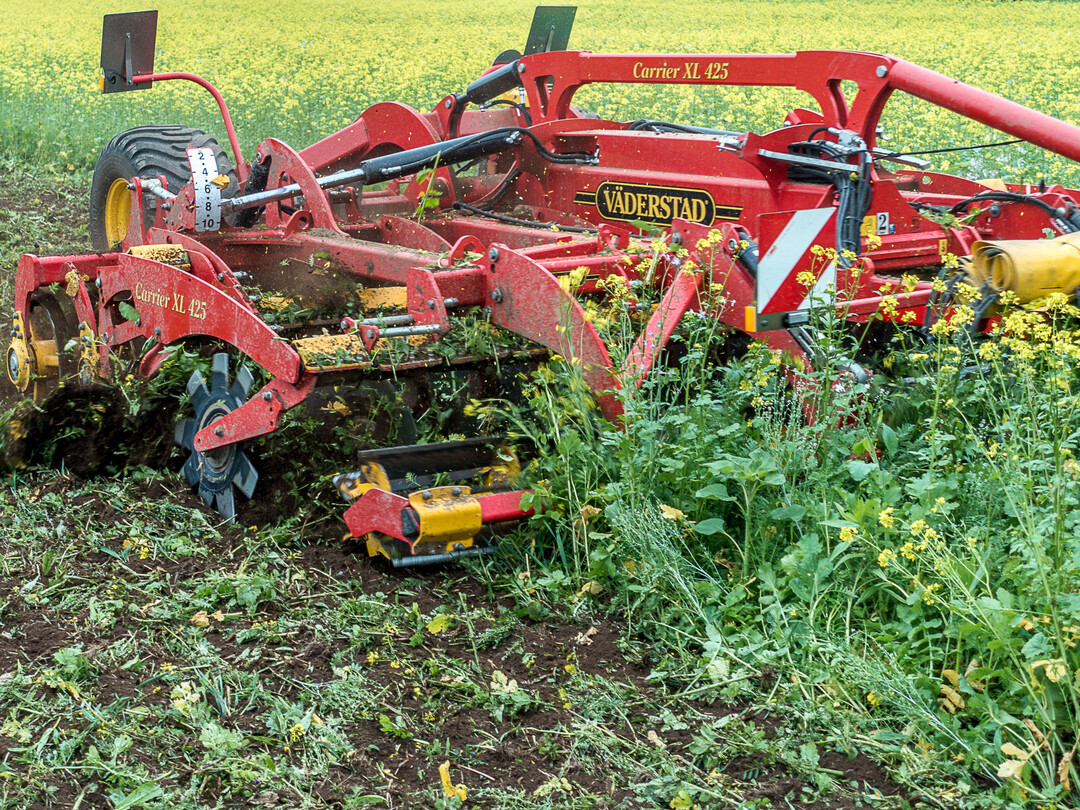 Bearbeiten Sie den Boden beim Zwischenfruchtumbruch nicht tiefer als unbedingt erforderlich.