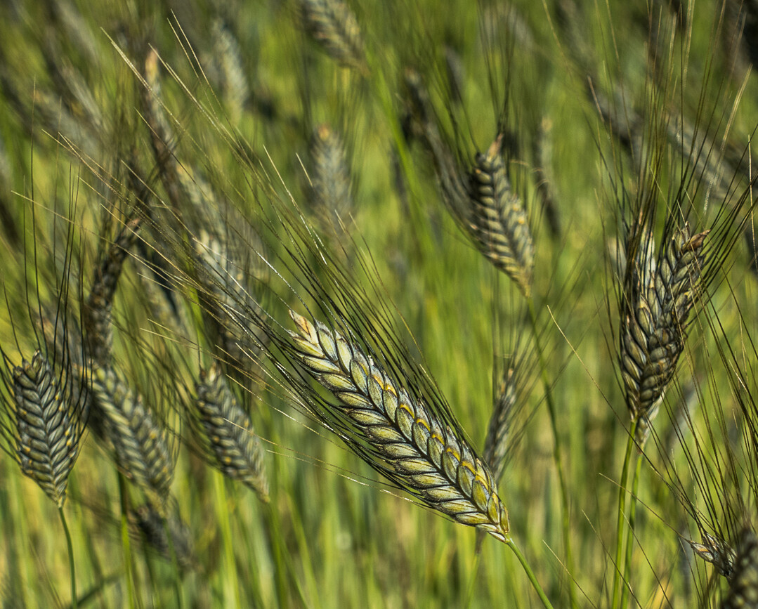 Der Anbau von Emmer kann eine interessante Vermarktungs-Nische darstellen.