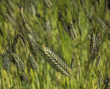 Der Anbau von Emmer kann eine interessante Vermarktungs-Nische darstellen.