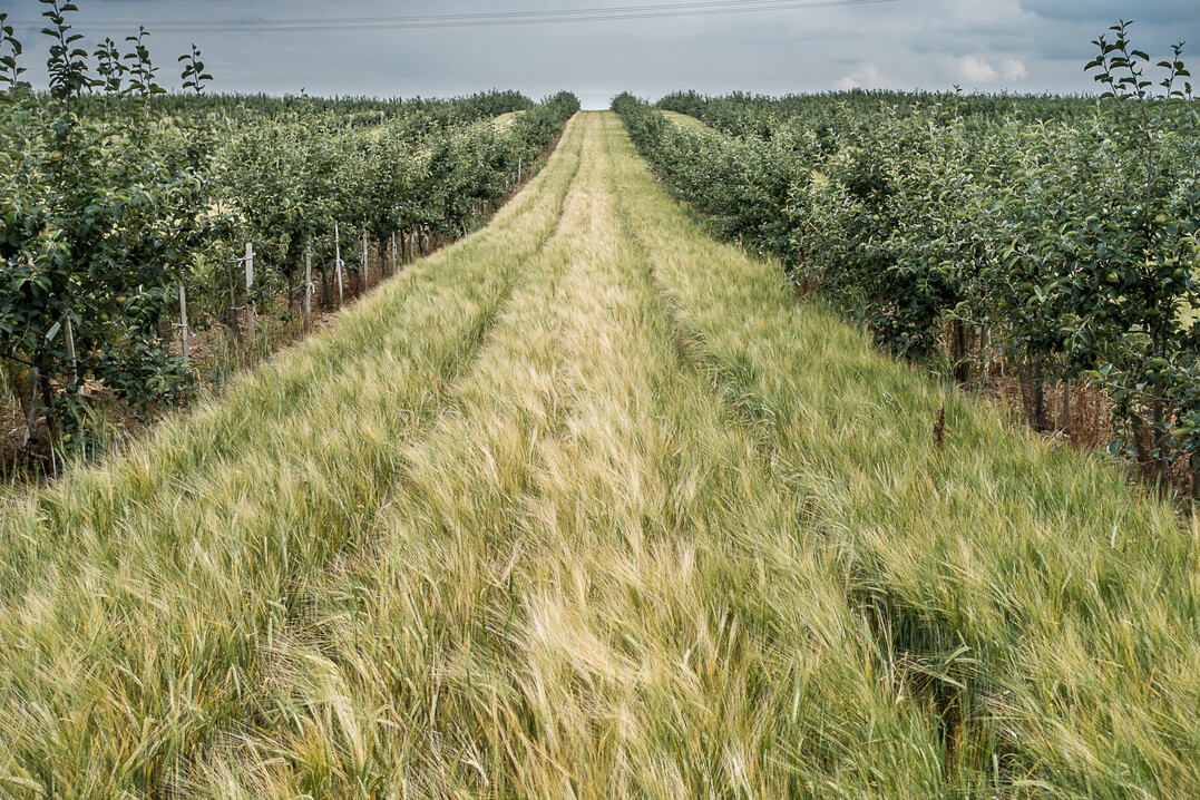 Moderne Agroforstsysteme können die Wertschöpfung eines Standortes Mittel- und Langfristig steigern.