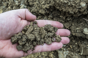 Polyedergef�ge ist auf B�den mit hohen Tongehalten anzutreffen.