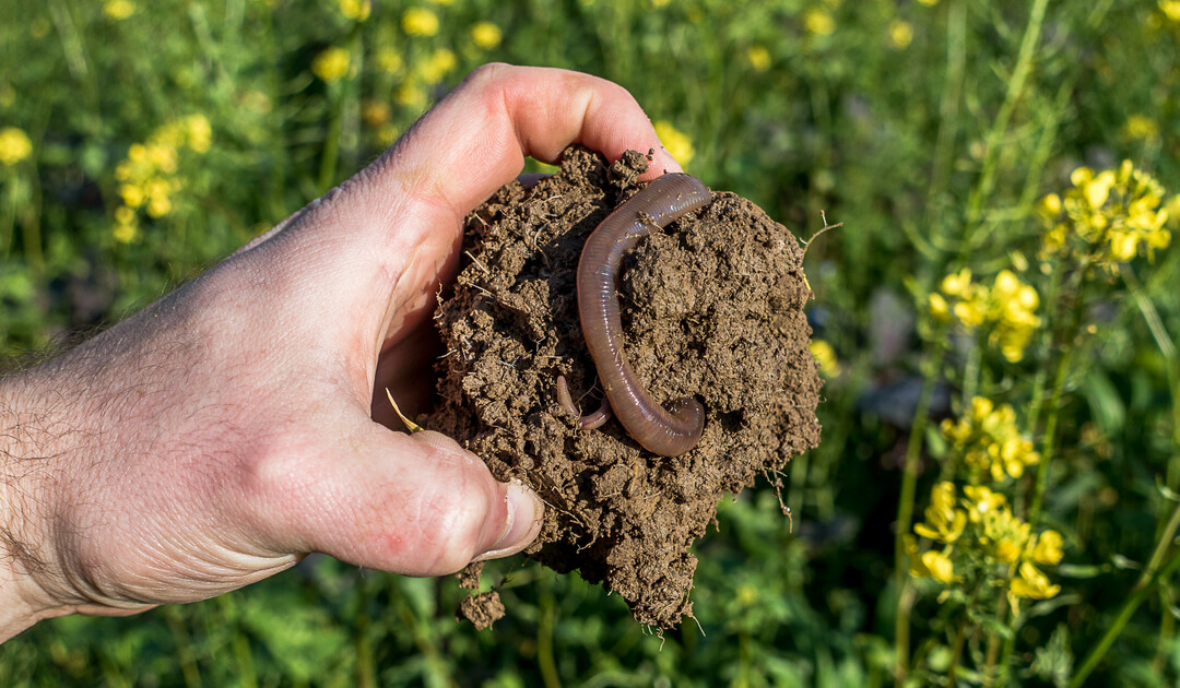 Der Gro�e Tauwurm tr�gt entscheidend zur Fruchtbarkeit von Ackerb�den bei.