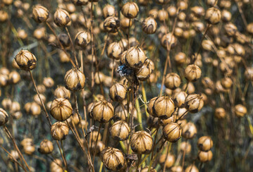 Der Anbau von �llein kann, bei entsprechendem Absatz, eine interessante Nische sein. 