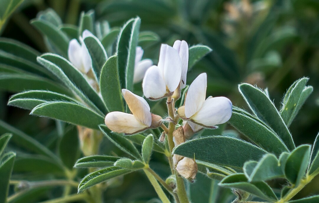 Die Weiße Lupine kann auf vielen Standorten eine gute Ergänzung für getreidelastige Fruchtfolgen sein.