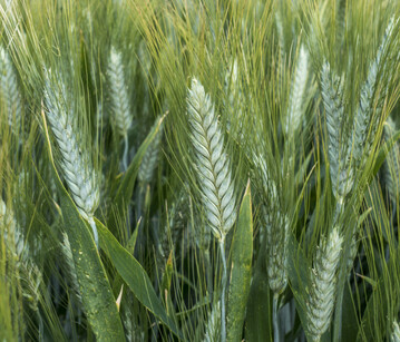 Die optimale Etablierung von Sommerdurum erfordert Fingerspitzengef�hl.