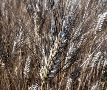 Bei der N-D�ngung von Hartweizen ist Fingerspitzengef�hl gefragt.