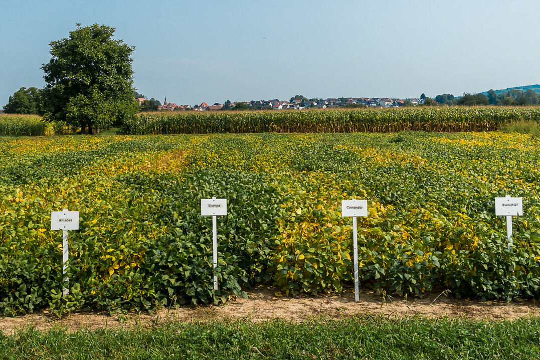 Im Sojaanbau ist die Sortenwahl der Schl�ssel zum Erfolg.  