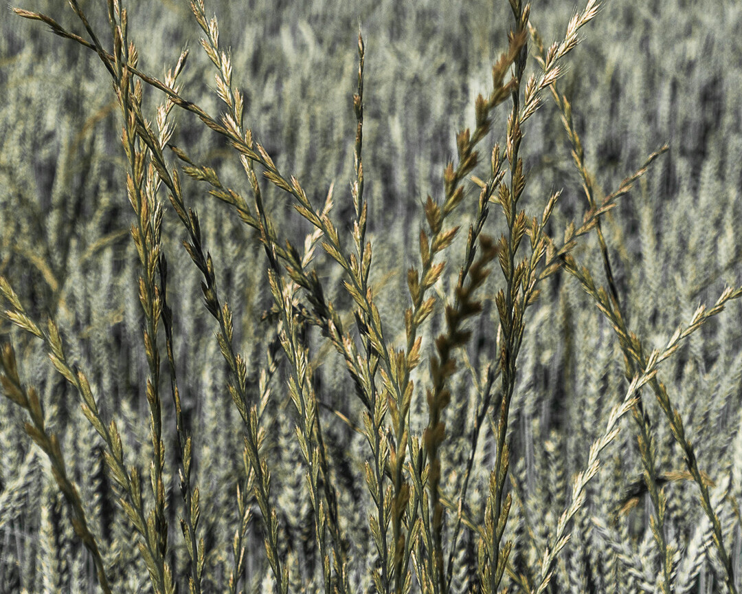 Weidelgras-Arten geh�ren zu den gef�hrlichsten Ungr�sern weltweit.