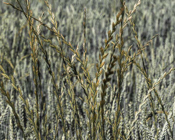 Weidelgras-Arten geh�ren zu den gef�hrlichsten Ungr�sern weltweit.