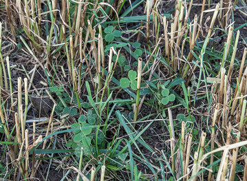 Um den sp�teren Erfolg zu sichern, muss die Untersaat im Fr�hjahr richtig gef�hrt werden.