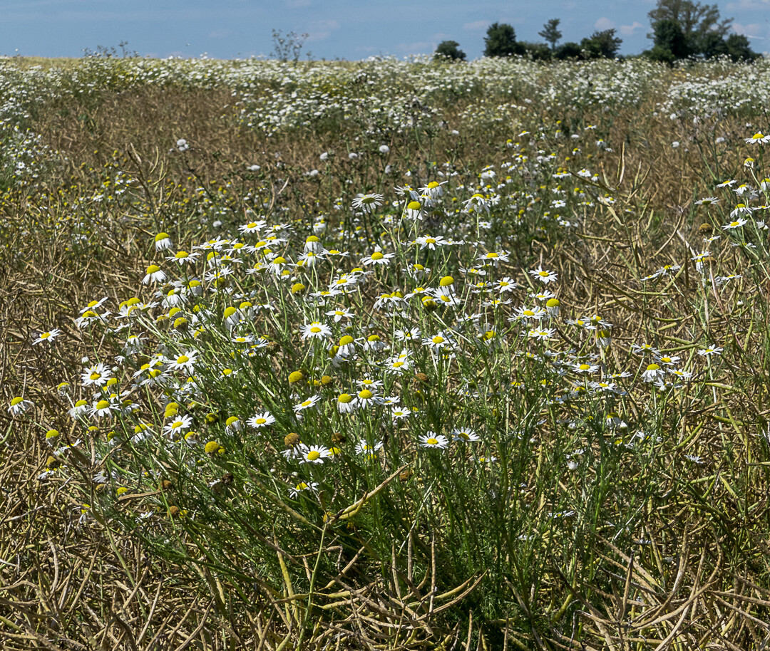   Noch vorhandene Unkr�uter wie z.B. Kamillen, sollten sp�testens im fr�hen Fr�hjahr aus den Rapsbest�nden genommen werden.