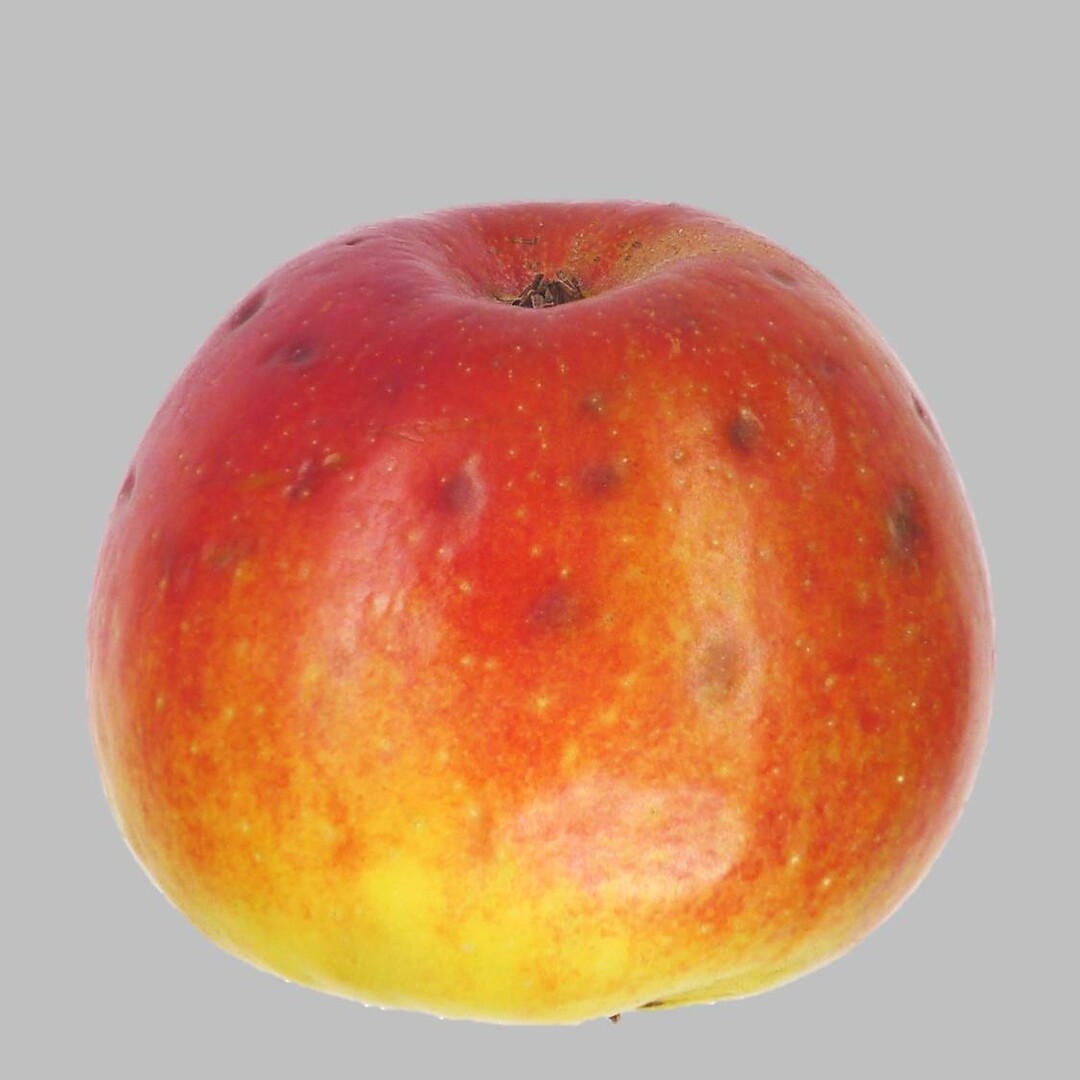 Stippesymptome, h�ufig beginnend im Bereich der Kelchgrube.