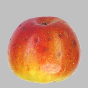 Stippesymptome, h�ufig beginnend im Bereich der Kelchgrube.