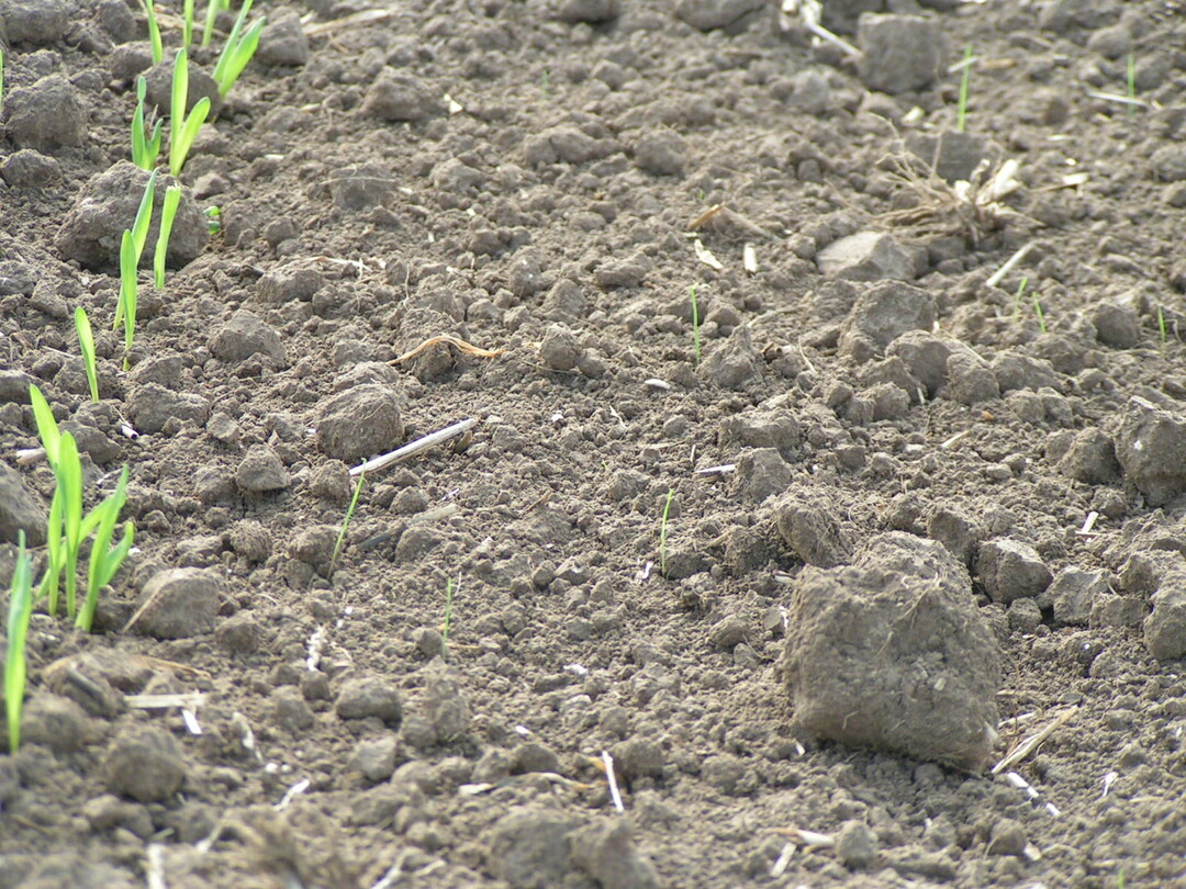 Optimaler Anwendungstermin