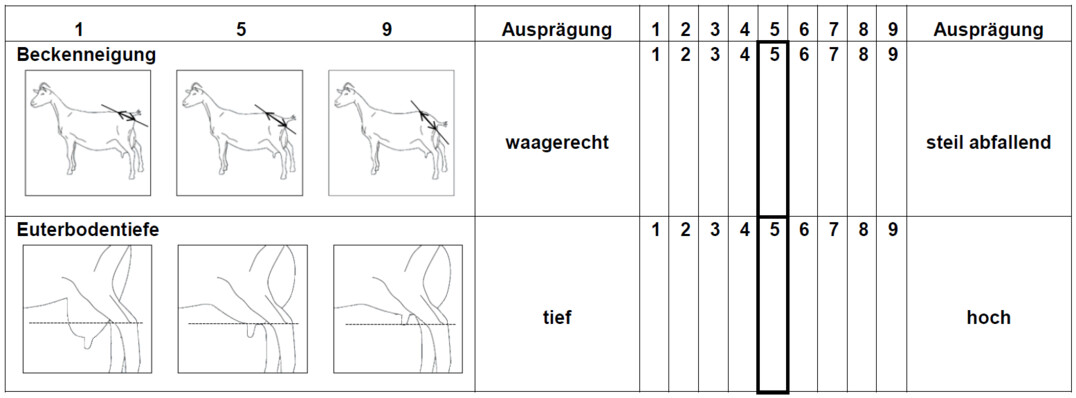 Auszug aus dem linearen Beschreibungsbogen für die Merkmale Beckenneigung und Euterbodentiefe