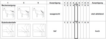 Auszug aus dem linearen Beschreibungsbogen f�r die Merkmale Beckenneigung und Euterbodentiefe