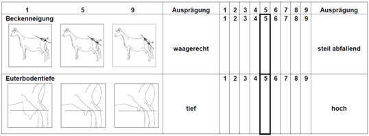 Auszug aus dem linearen Beschreibungsbogen für die Merkmale Beckenneigung und Euterbodentiefe