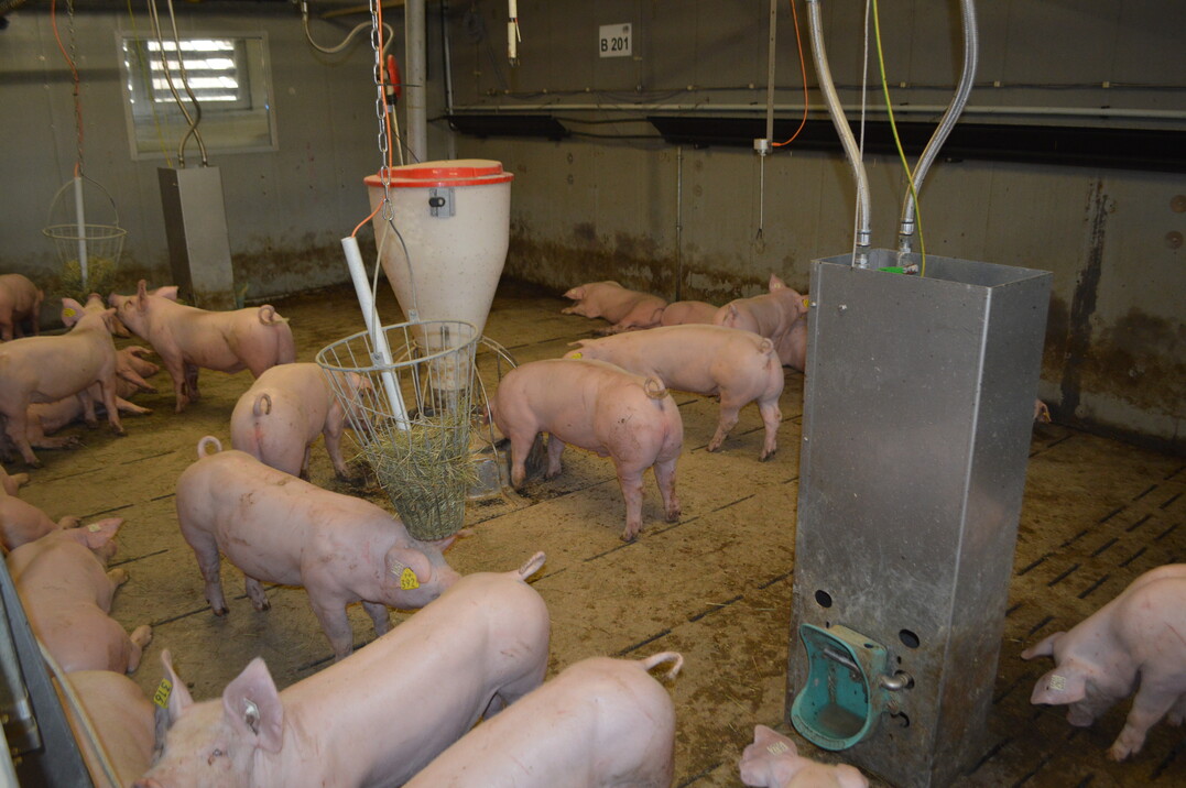 Beispiel einer mittigen Anordnung von Futtertrog, Besch�ftigungsmaterial und Tr�nkeinsel mit Beckentr�nke. 