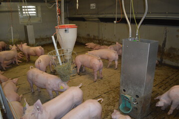 Beispiel einer mittigen Anordnung von Futtertrog, Besch�ftigungsmaterial und Tr�nkeinsel mit Beckentr�nke. 