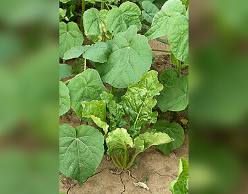 Die Samtpappel stellt eine ernste Bedrohung für den Rübenanbau dar.