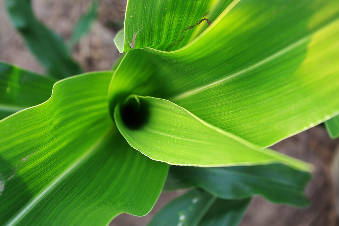 Bislang ist der Konsummais weitgehend so gesund, dass sich keine Fungizidma�nahme rechnet.