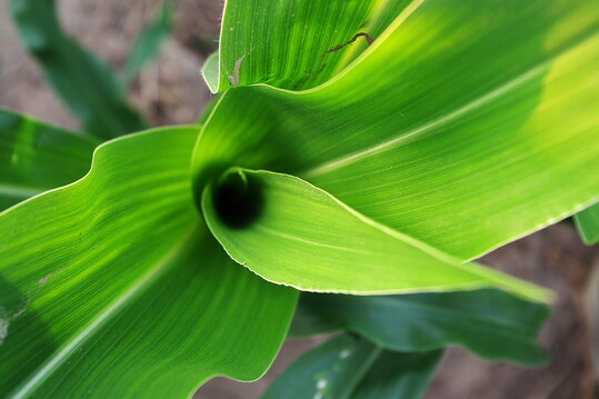 Bislang ist der Konsummais weitgehend so gesund, dass sich keine Fungizidmaßnahme rechnet.