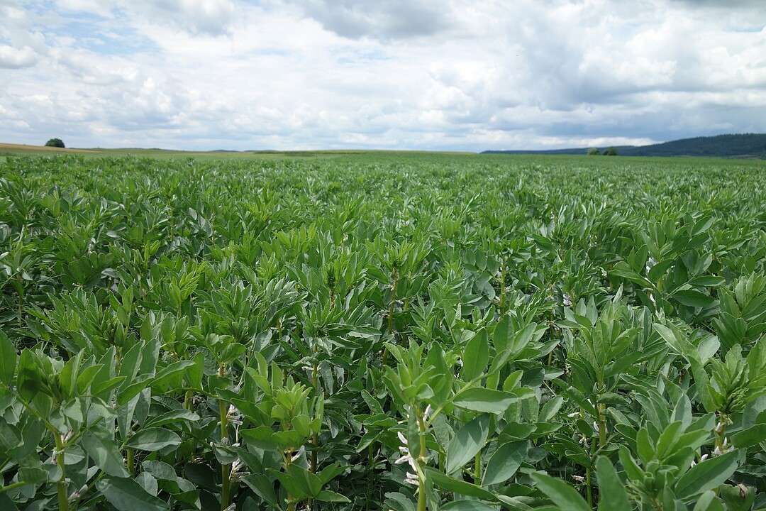 Bohnen so weit das Auge reicht