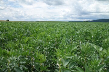 Bohnen so weit das Auge reicht