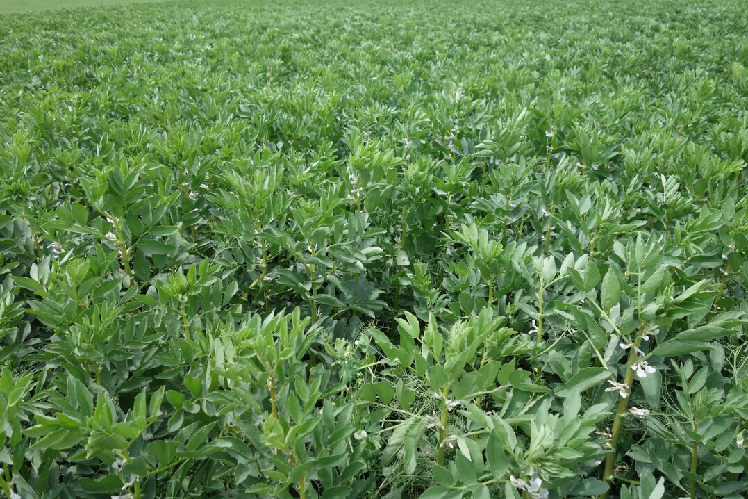 Leguminosen wie die Ackerbohne
spielen in der Biolandwirtschaft
eine gro�e Rolle.