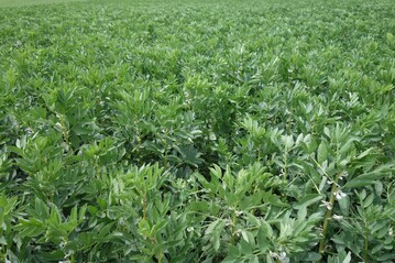 Leguminosen wie die Ackerbohne
spielen in der Biolandwirtschaft
eine gro�e Rolle.