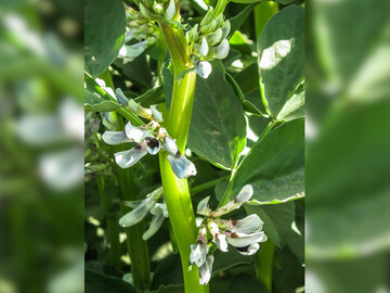 Die Grundlage hoher Ackerbohnen-Erträge ist eine gelungene Aussaat.