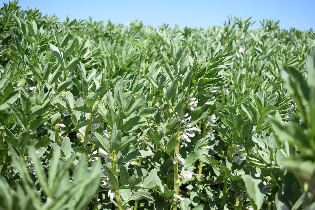 Ackerbohnen sind ein gefragtes Futtermittel.